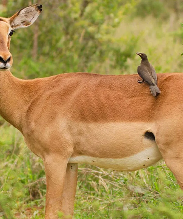 Tarangire National Park