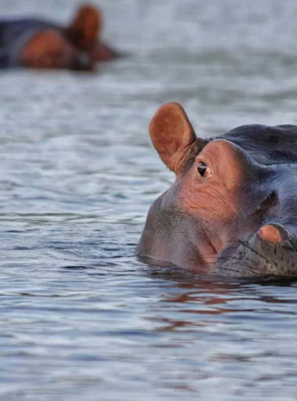 Katavi National Park