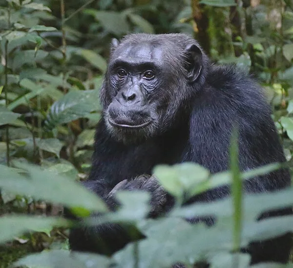 Tanzania Chimpanzee Trekking
