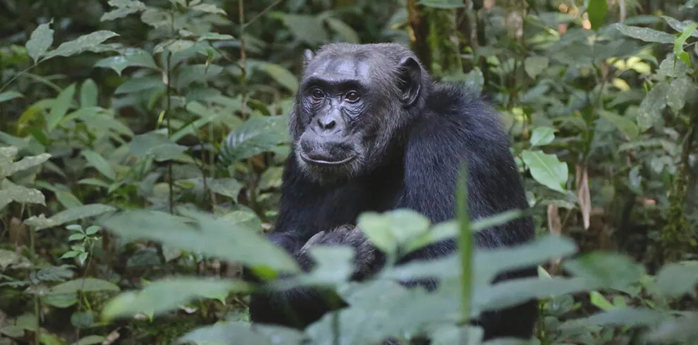 Tanzania Chimpanzee Trekking