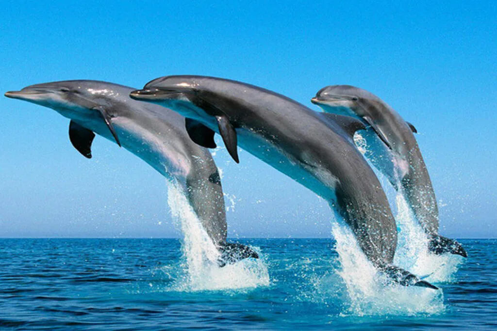 Kizimkazi Dolphins Tour