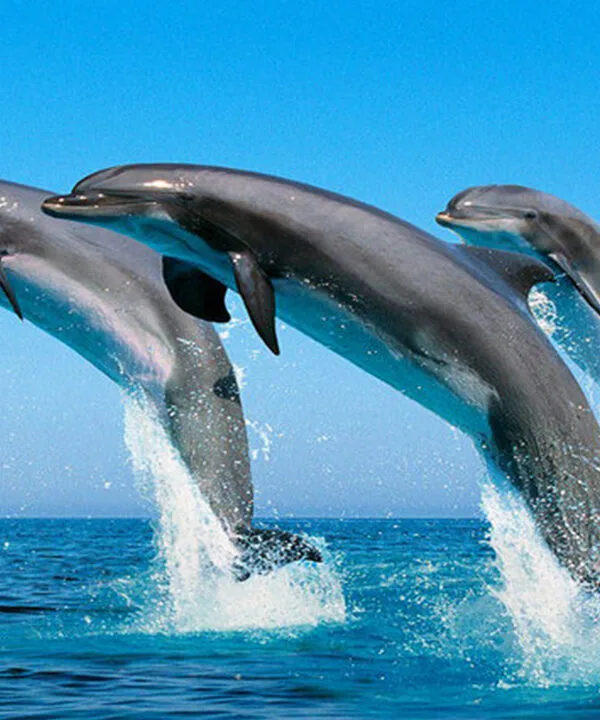 Kizimkazi Dolphins Tour