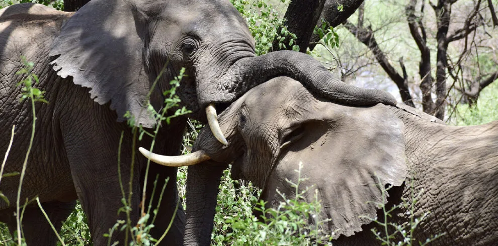 3 Days  Lake Manyara, Ngorongoro Crater and Tarangire