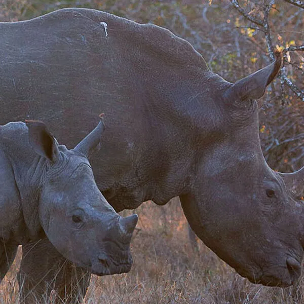 How Many Days for Tanzania Safari