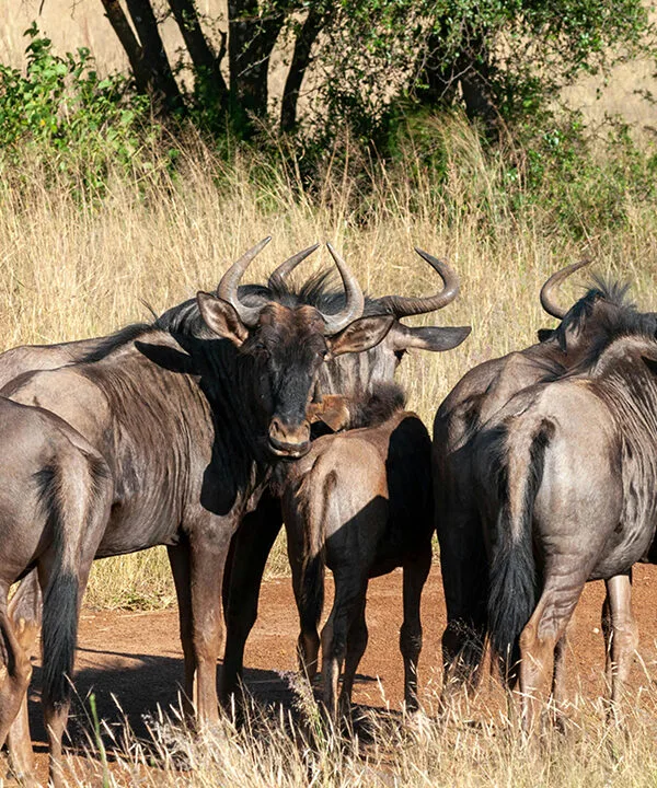 Great Migration Safari