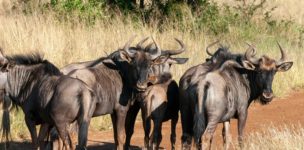 Great Migration Safari
