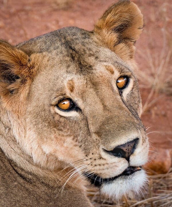 8 Days Northern Tanzania Safari