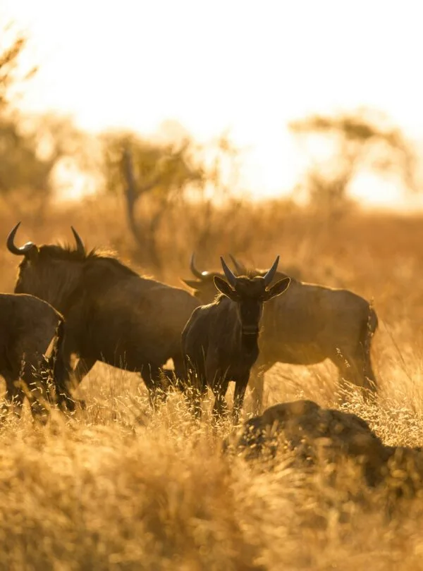 Great Migration
