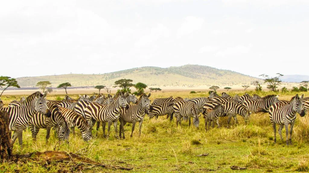 6 Days Tanzania Safari