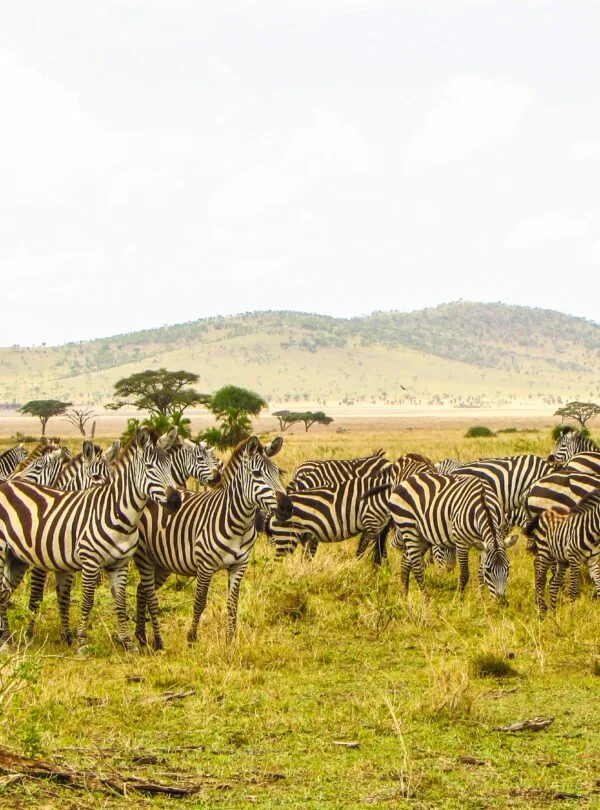 6 Days Tanzania Safari