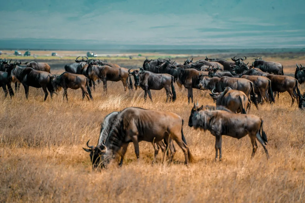 Great Migration Safari