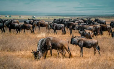 Great Migration Safari