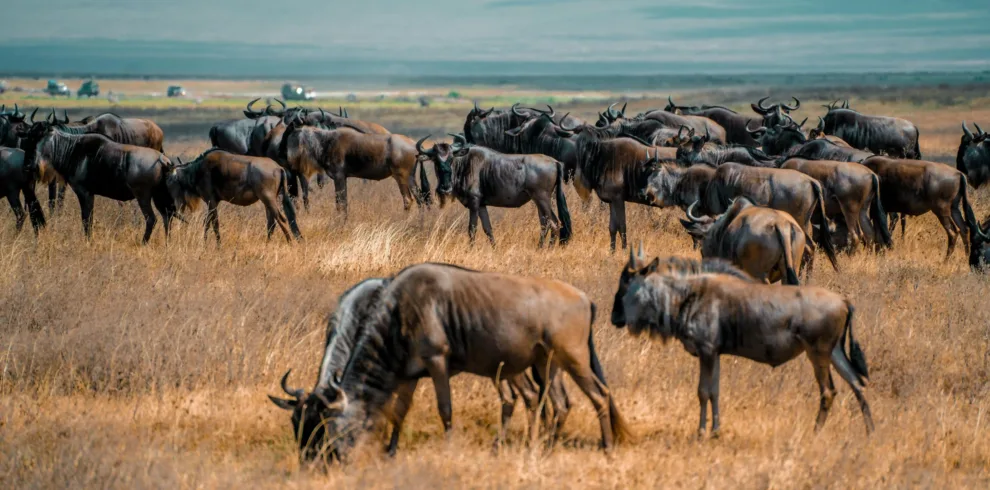 Great Migration Safari