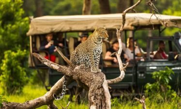 15 day Kenya Safari tour