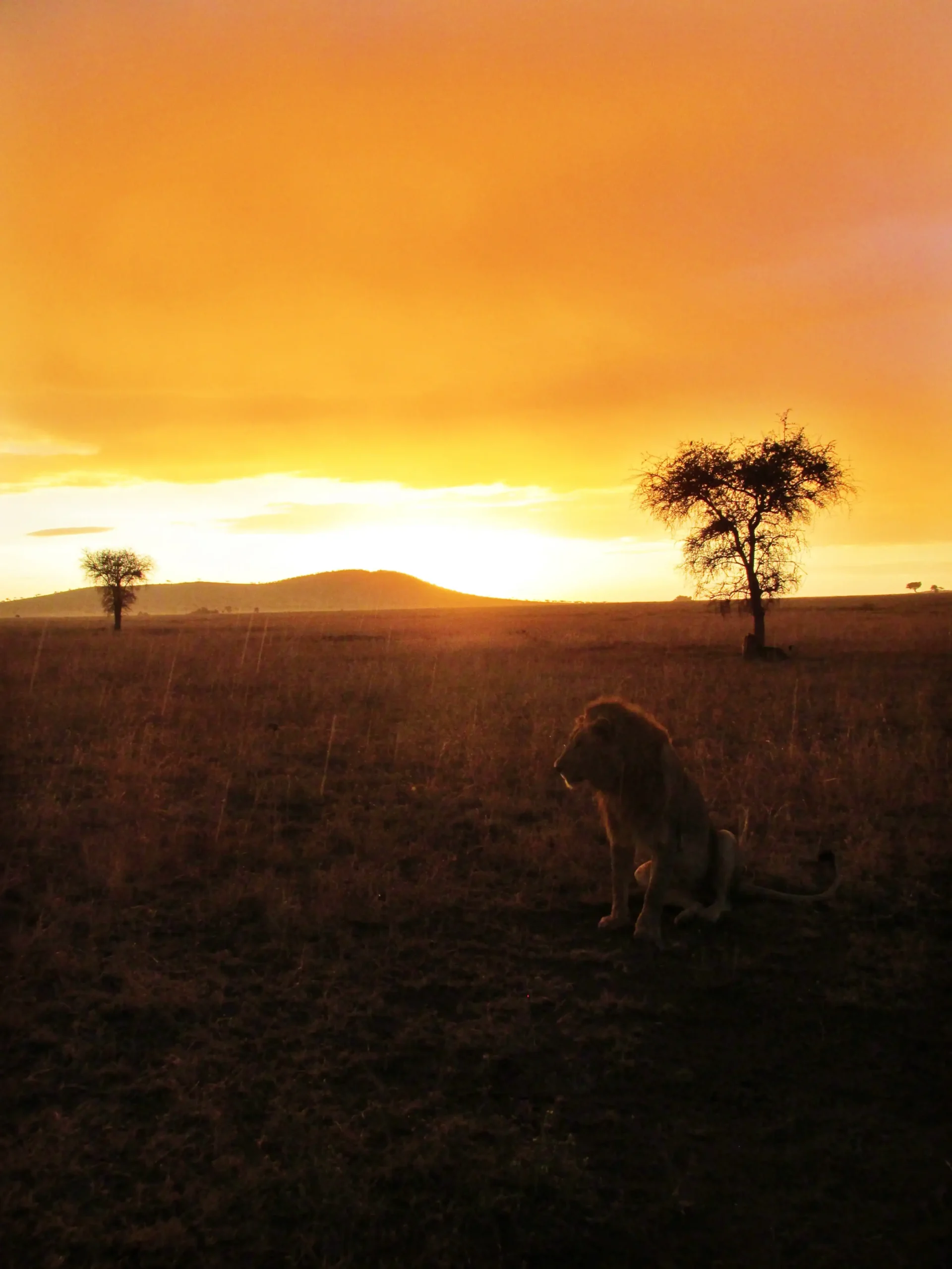 How much does a Tanzania safari cost travel guide
