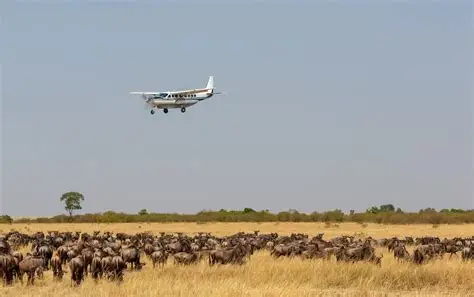 Fly-In Safari