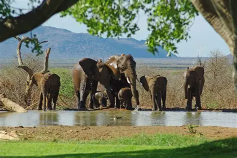 Madikwe Safari