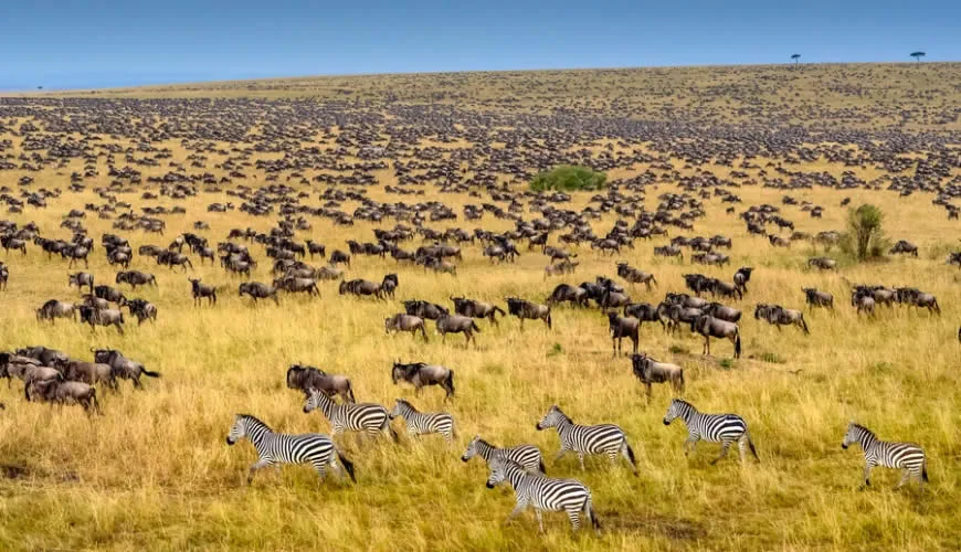 Small Group Safari