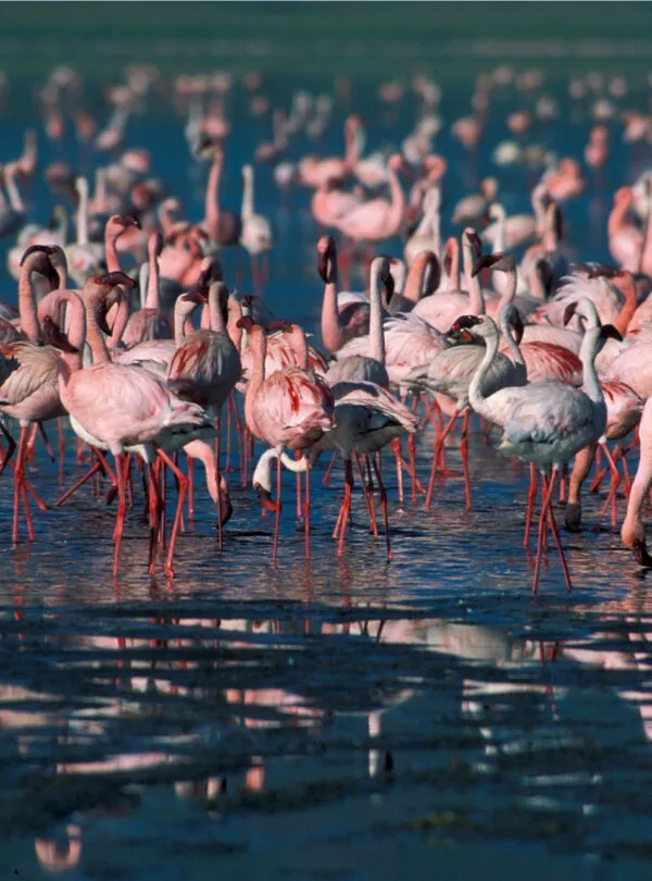 8 Days Ngorongoro Highlands