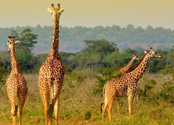 Serengeti Luxury Safari