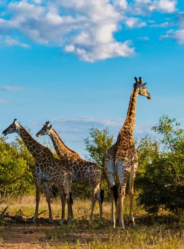 9-Day Luxury Cape Town