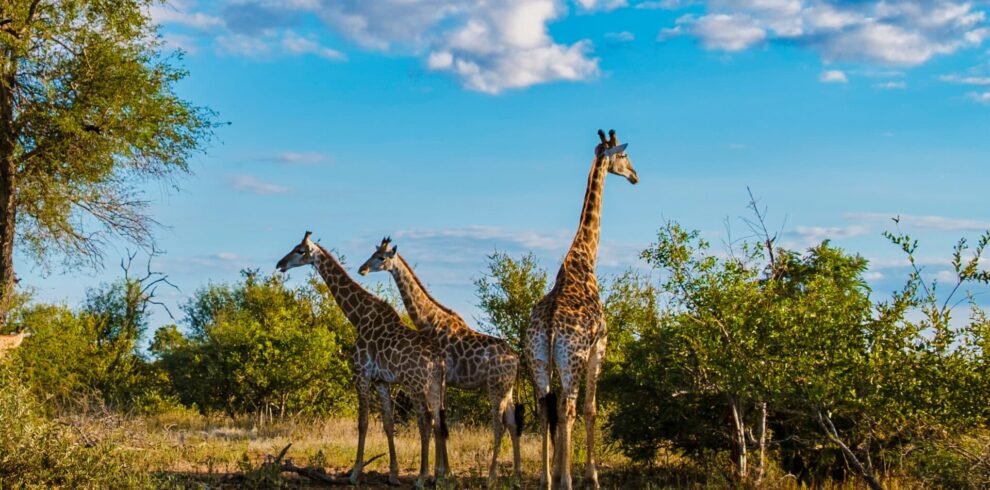 9-Day Luxury Cape Town