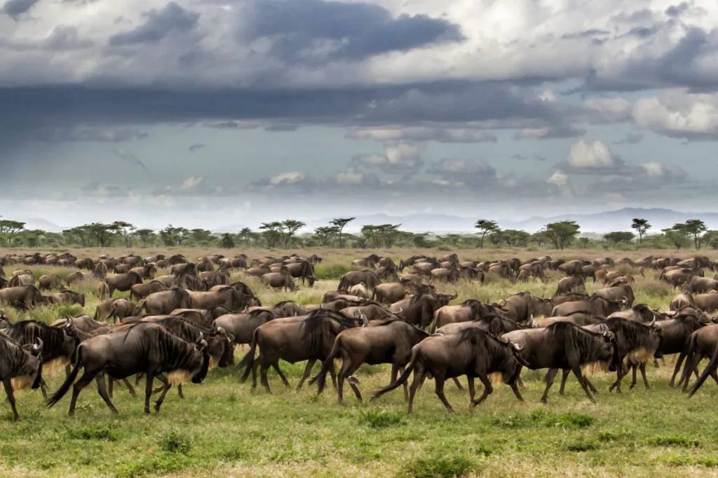 Kenya vs Tanzania Safari