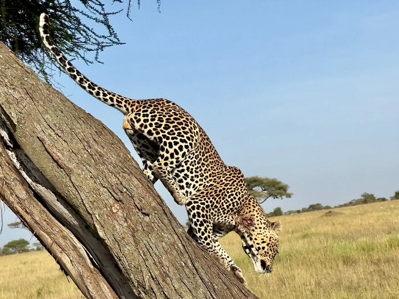Safari vehicle in the Serengeti with wildlife