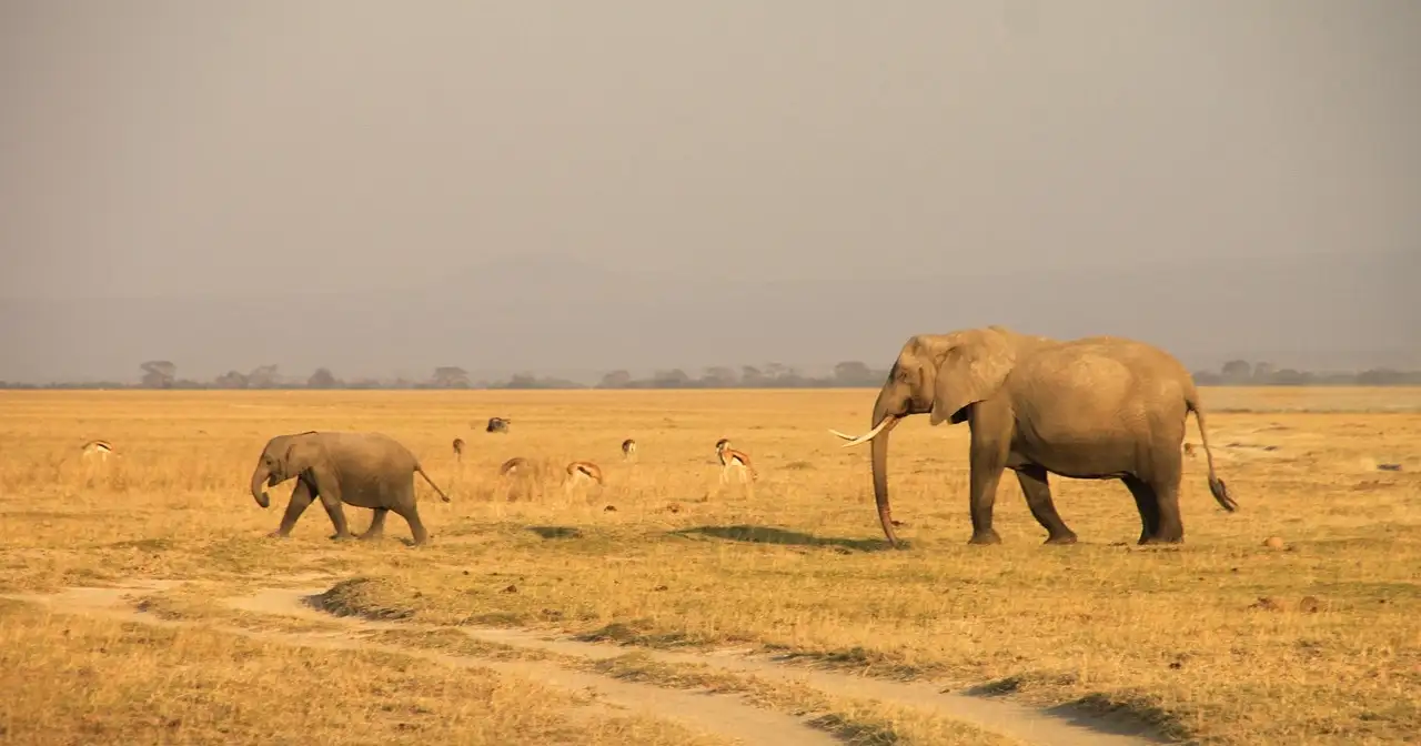 Wildlife in the Maasai Mara, Kenya