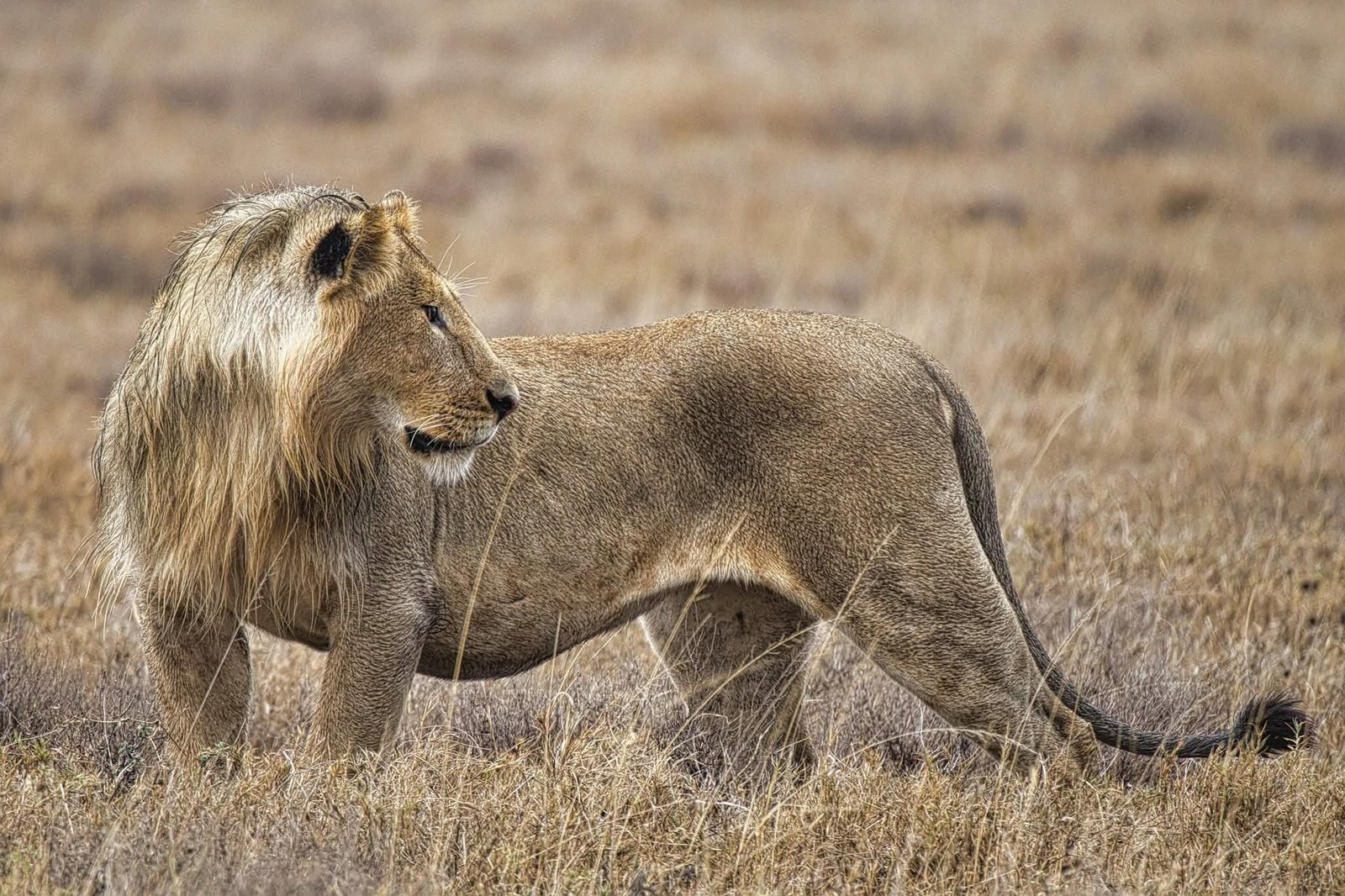 Nyange adventure Tanzania safari