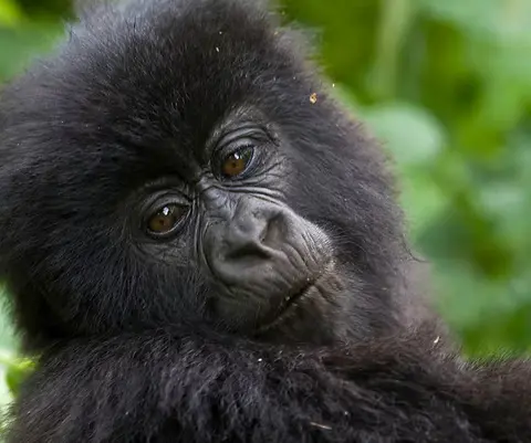 Gorilla trekking in Rwanda
