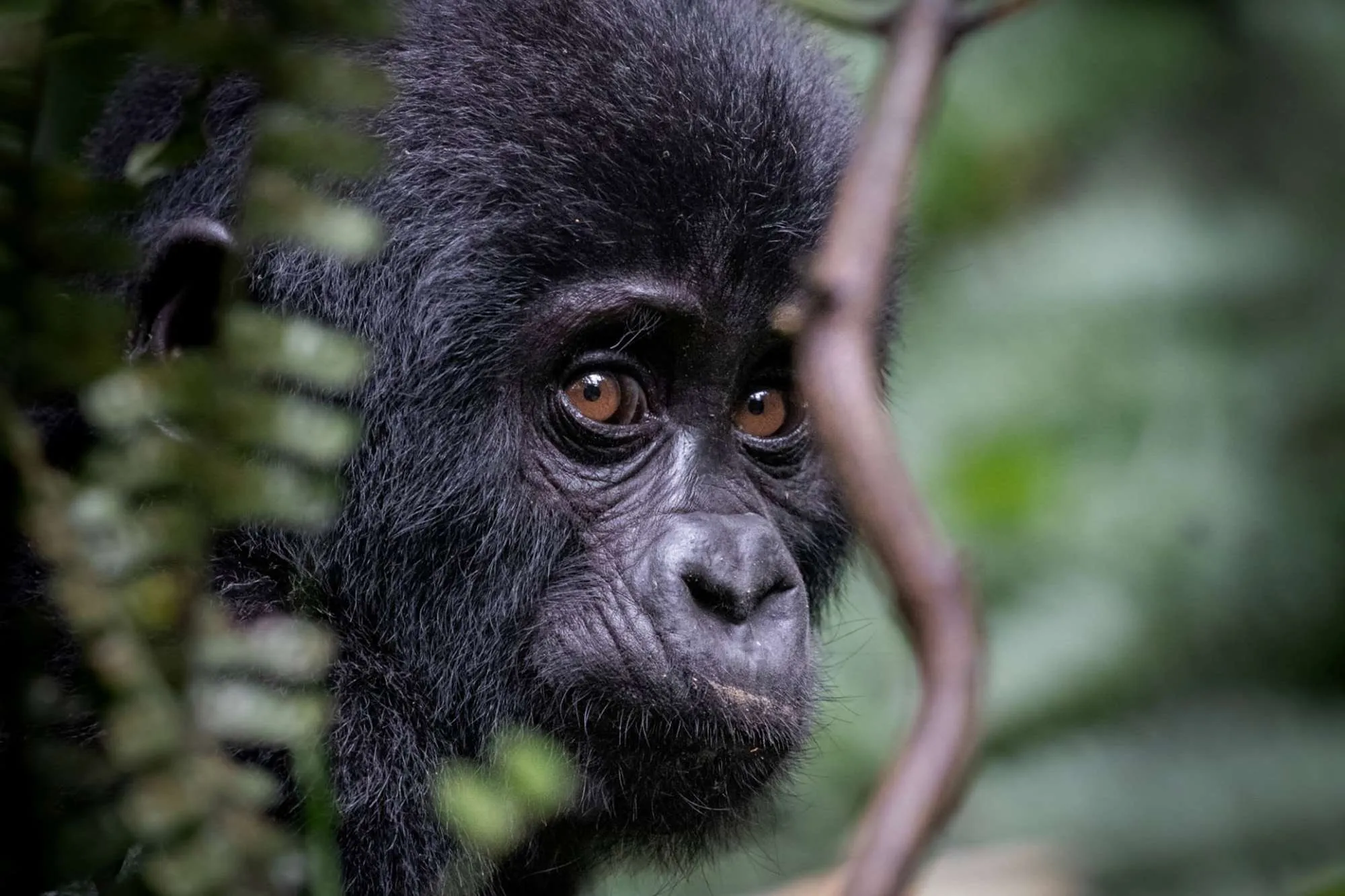 Uganda safari gorilla trekking