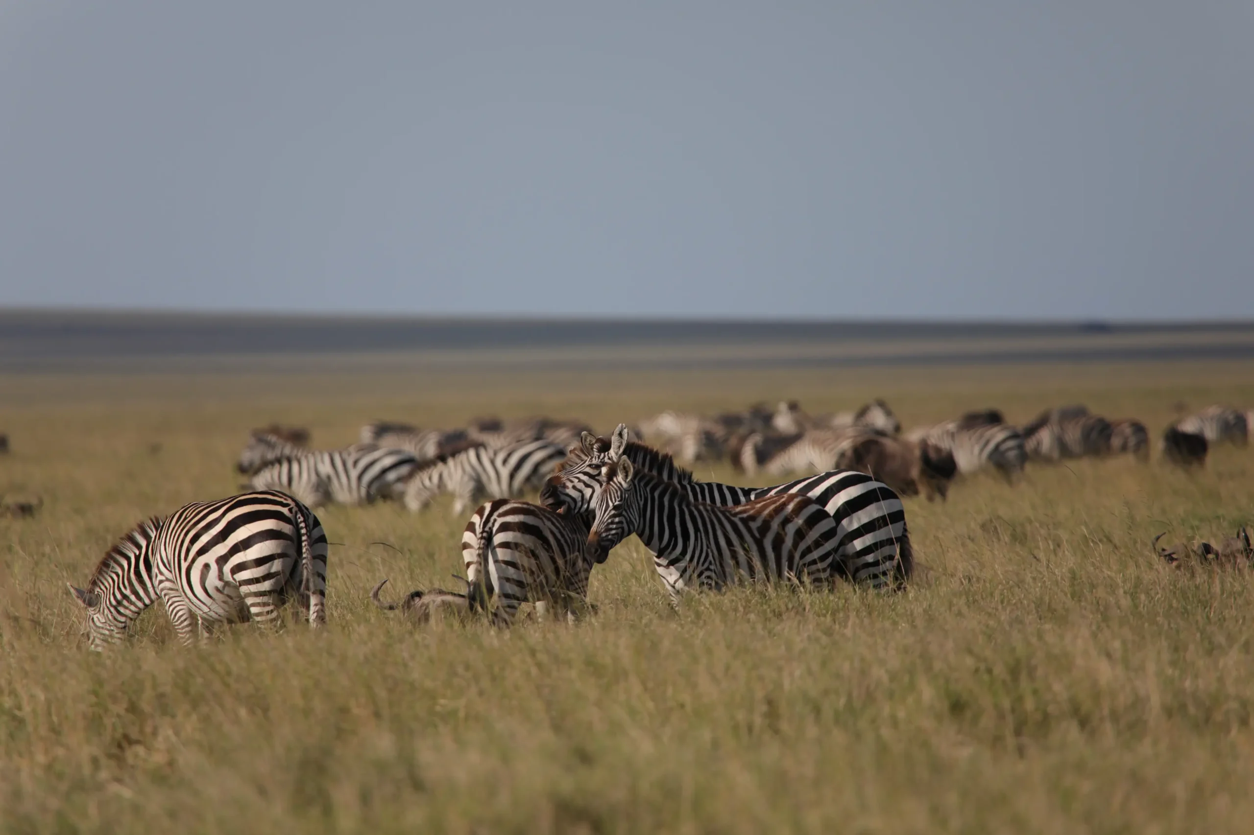 Zebra grazing on the open plains of Namiri Plains in Serengeti National Park, Tanzania