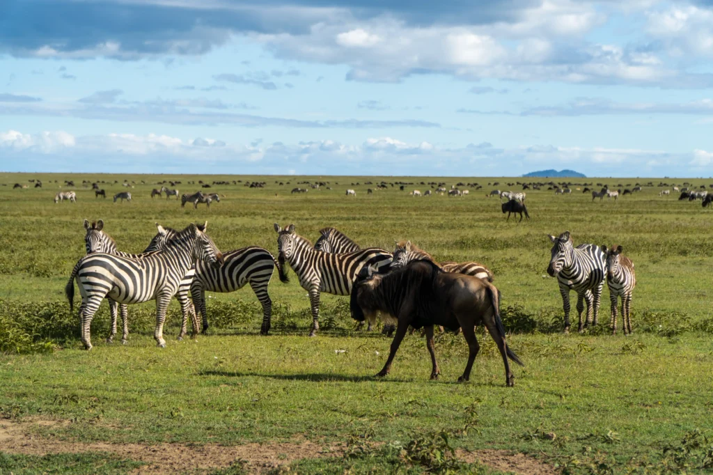 6-Day Marangu Route Climb and 4 Day Tanzania Wildlife Safari