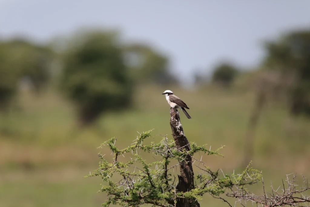 4-Day Northern Circuit Mid Range Lodge Safari