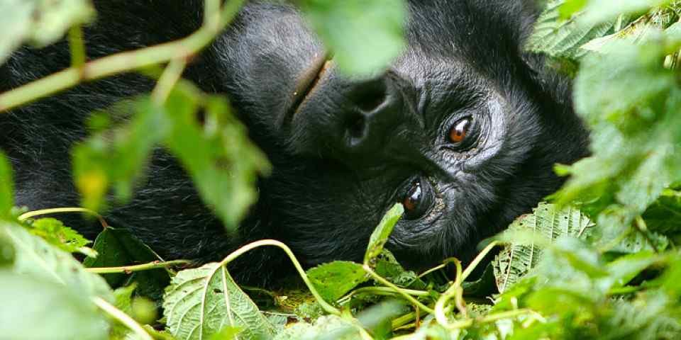 4-Day Uganda Safari – Queen Elizabeth & Bwindi Impenetrable Forest National Park
