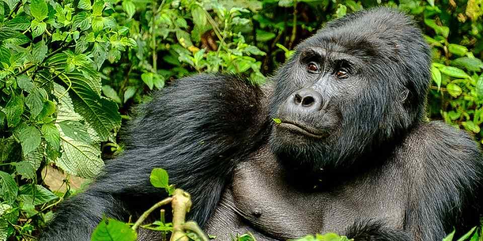 Uganda safari gorilla trekking