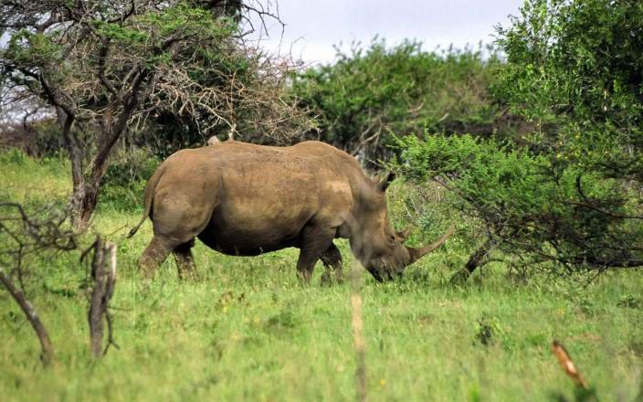 7-Day South Africa Safari – Hluhluwe-iMfolozi, iSimangaliso Wetland Park & Elephant Coast