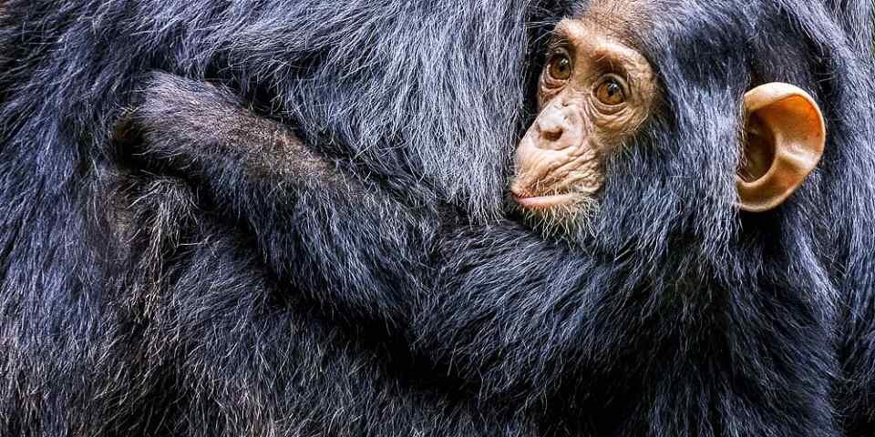 5-Day Murchison Falls & Kibale Chimpanzee Safari