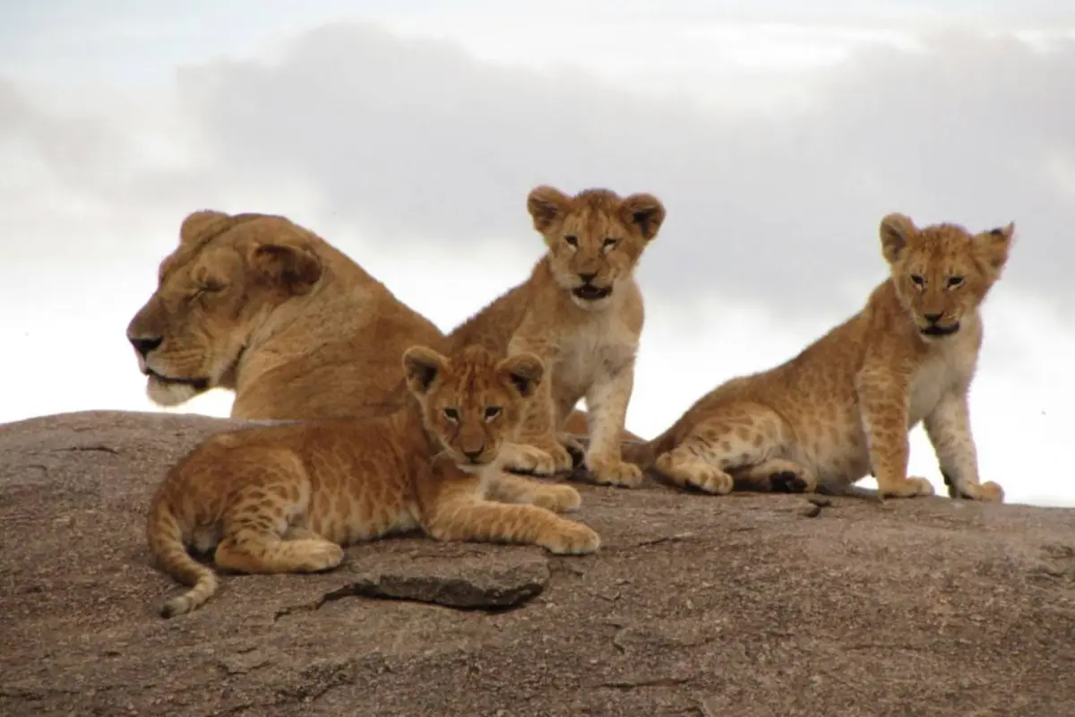 Lion pride enjoying panoramic views from a rock formation in Central Serengeti.