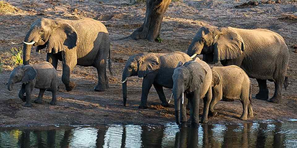 5-Day South Africa Safari