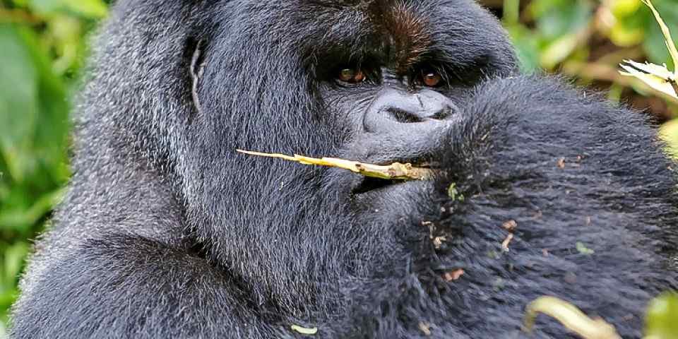 Mountain Gorilla Trekking