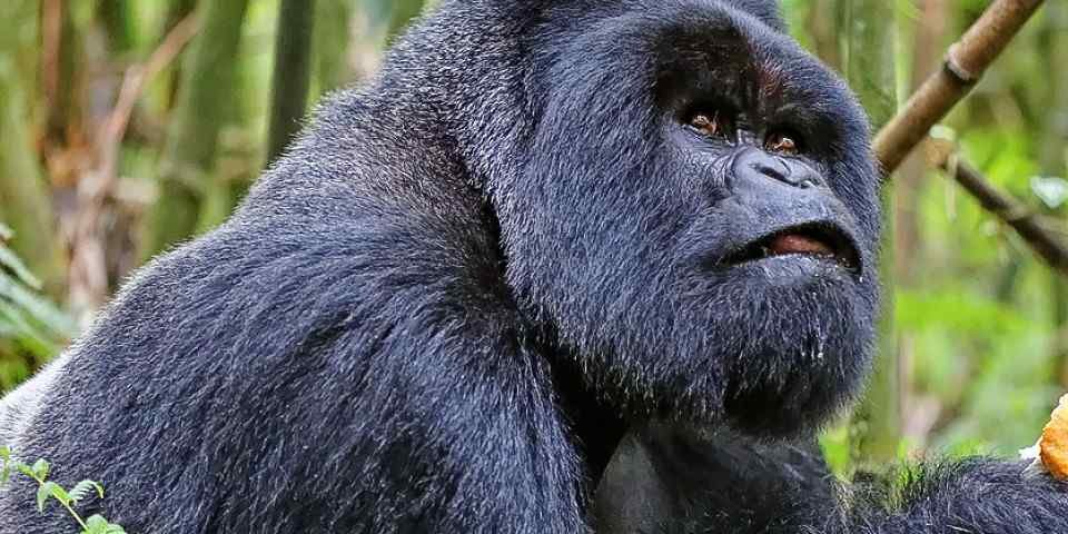8-Day Rwanda Gorilla Trekking & Chimpanzee Safari