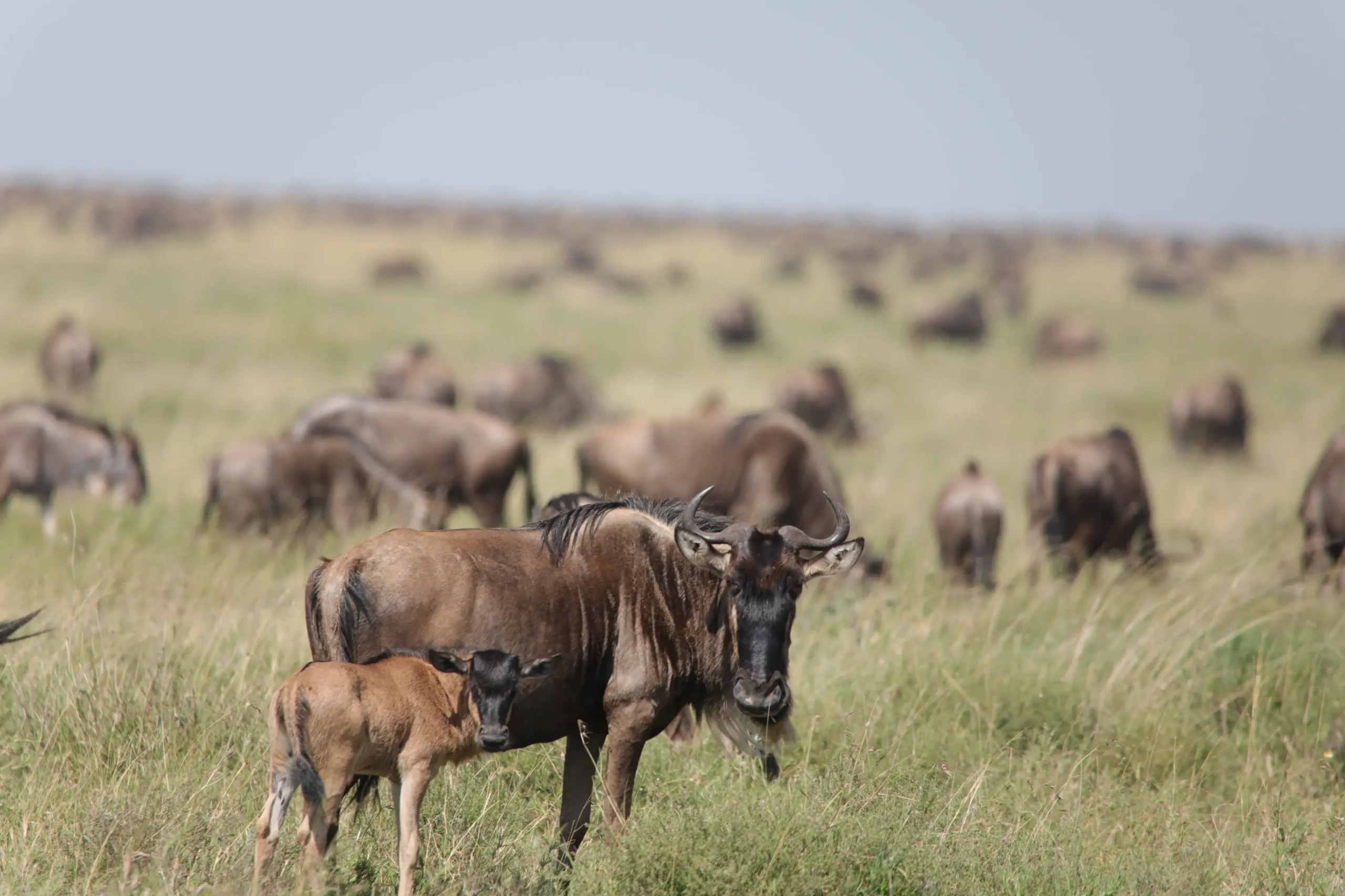 Wildebeest crossing a river during the Great Migration in Tanzania