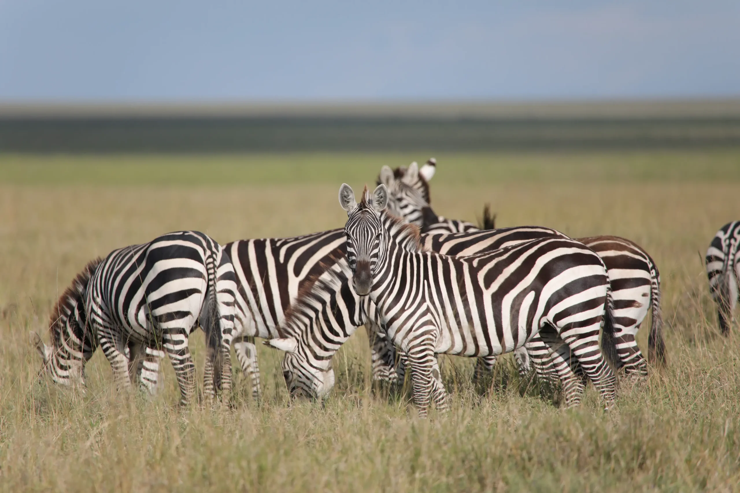 Family enjoying a Tanzania safari together