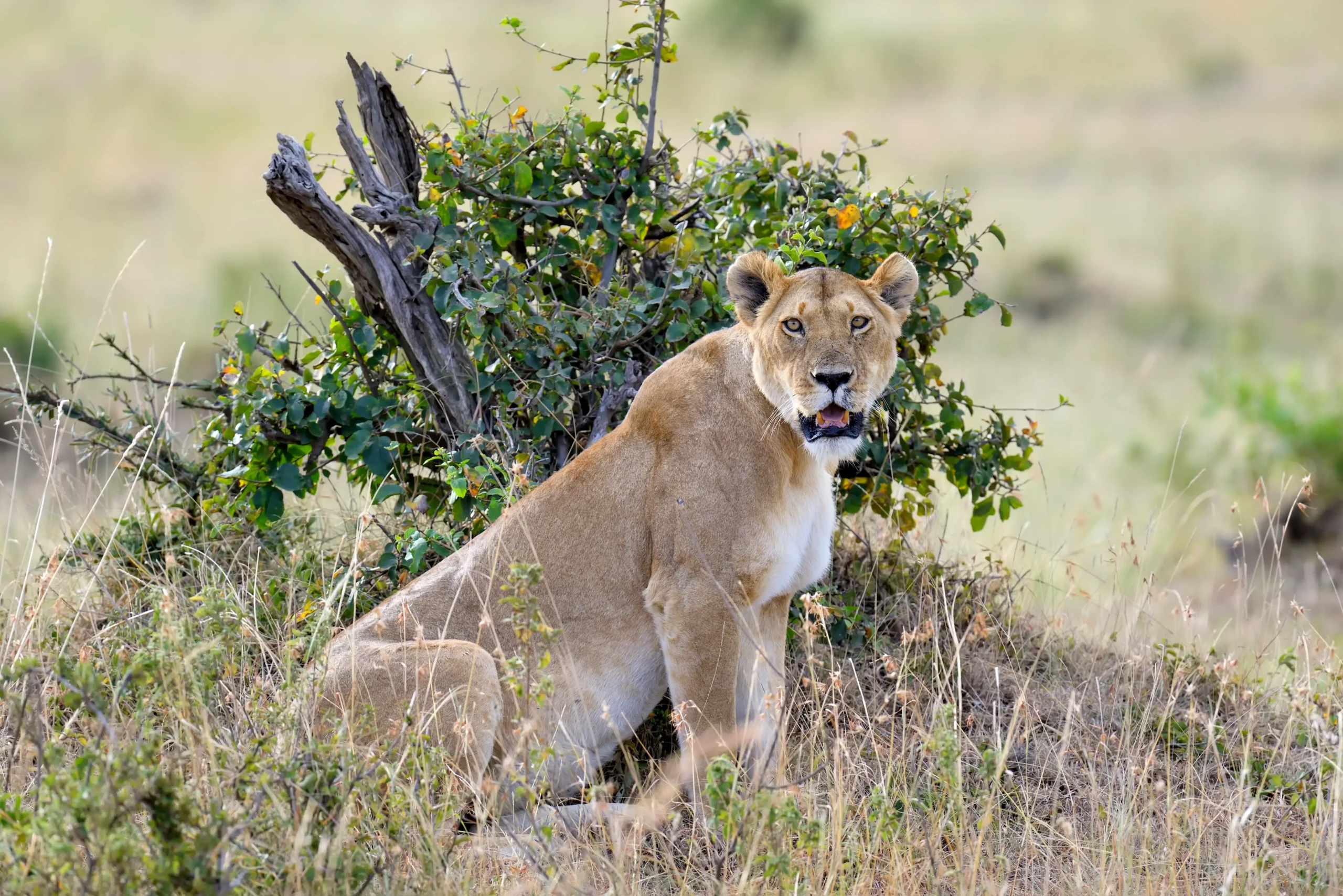 A lioness resting in the golden savannah grasslands of Amboseli National Park, Kenya