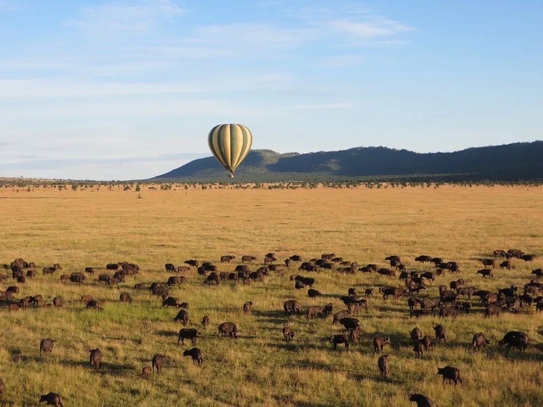 A hot air balloon soaring above the breathtaking plains of Serengeti National Park at sunrise.