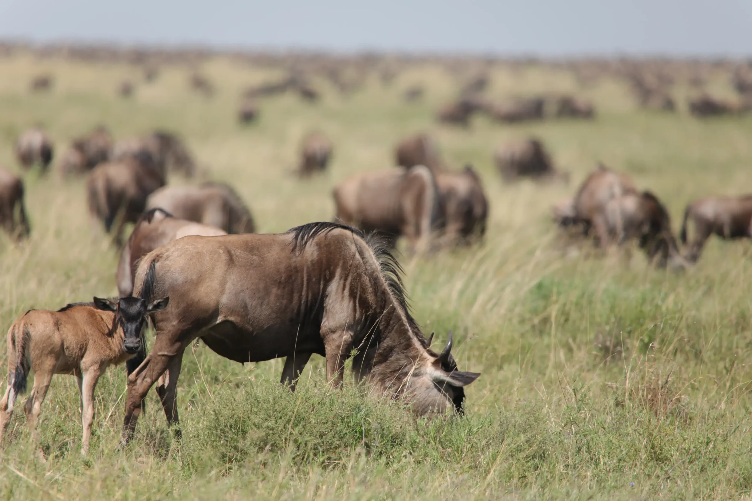 Wildebeest calves and their mothers during calving season near Ndutu in Tanzania's southern Serengeti