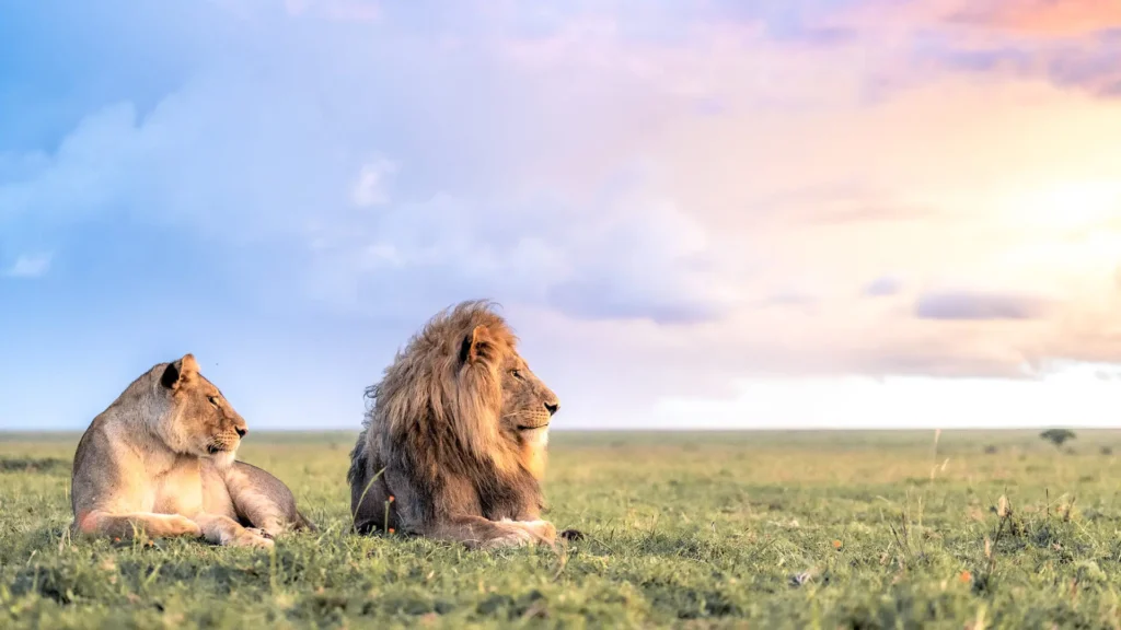 Tanzania safari