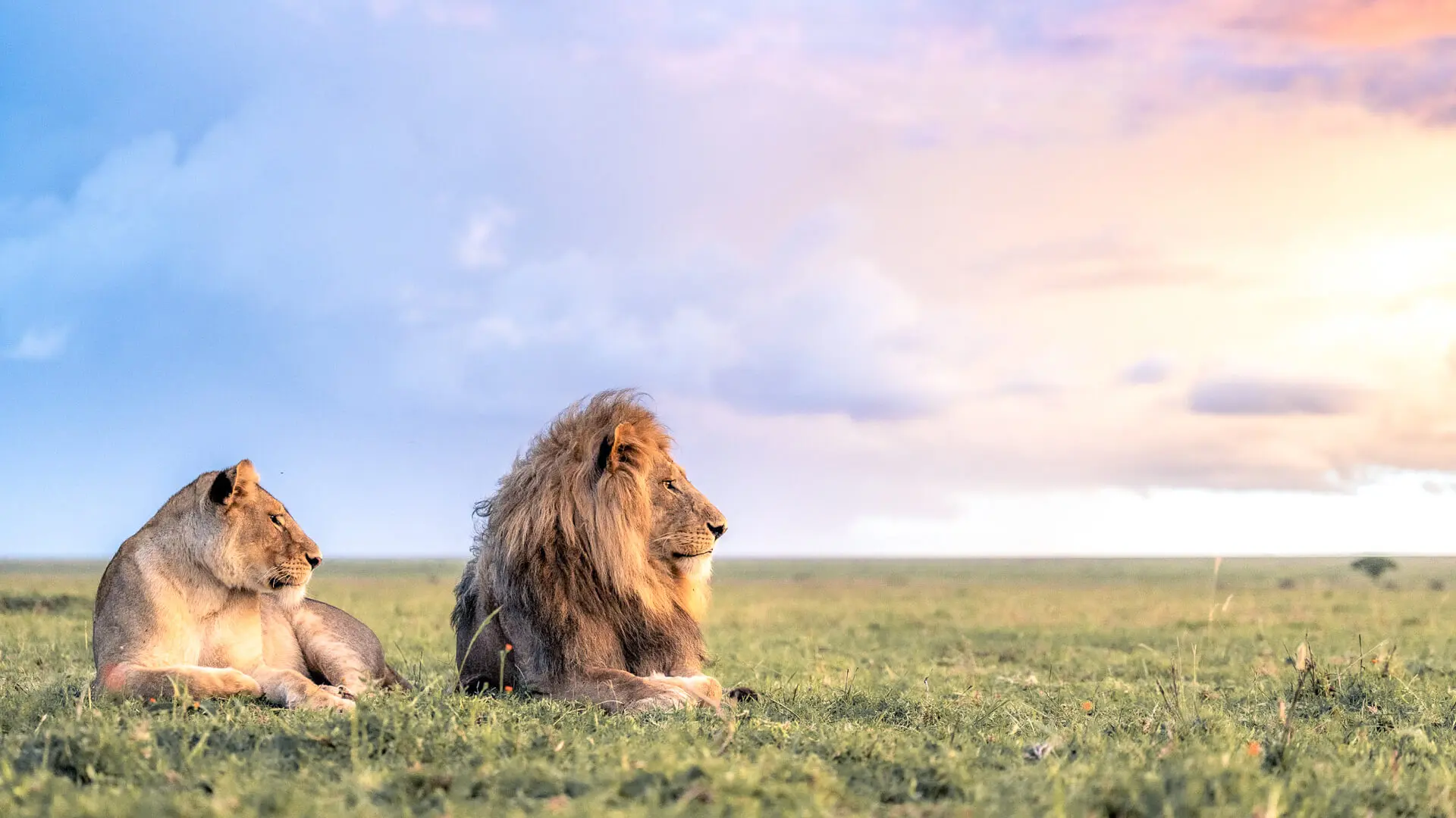 Tanzania safari FAQs travel guide
